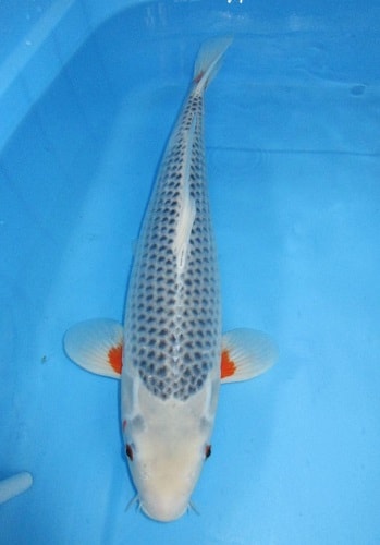 Magic_Koi_Asagi_Shusui_Seitaro_01.jpg