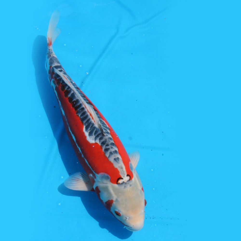 Magic_Koi_Shusui_Kanehiko_01.jpg