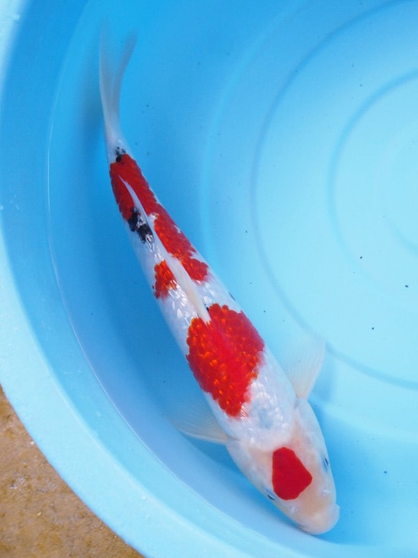 Magic_Koi_Kinginrin_Ginrin_Sanke_01.jpg