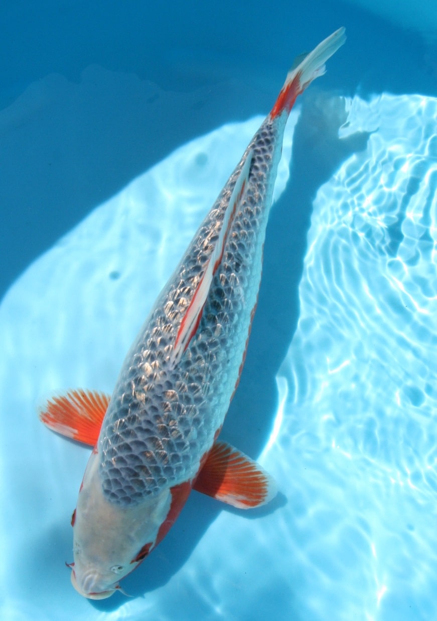 Magic_Koi_Kinginrin_Ginrin_Asagi_01.jpg