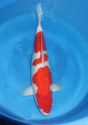 Magic_Koi_Kinginrin_Ginrin_Kohaku_Teradomari_01.jpg