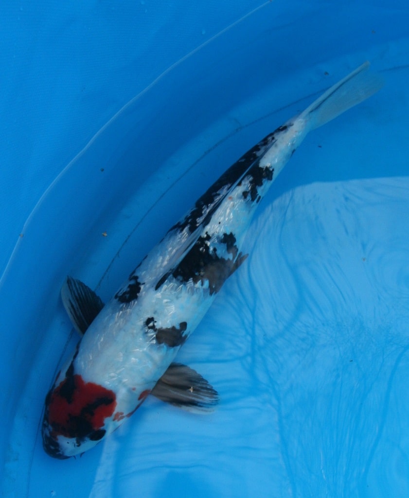 Magic_Koi_Kinginrin_Ginrin_Tancho_Showa_01.jpg