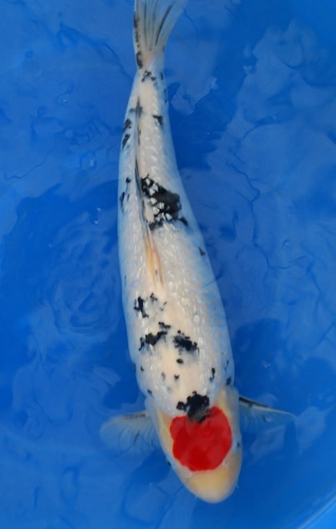 Magic_Koi_Kinginrin_Ginrin_Tancho_Sanke_01.jpg