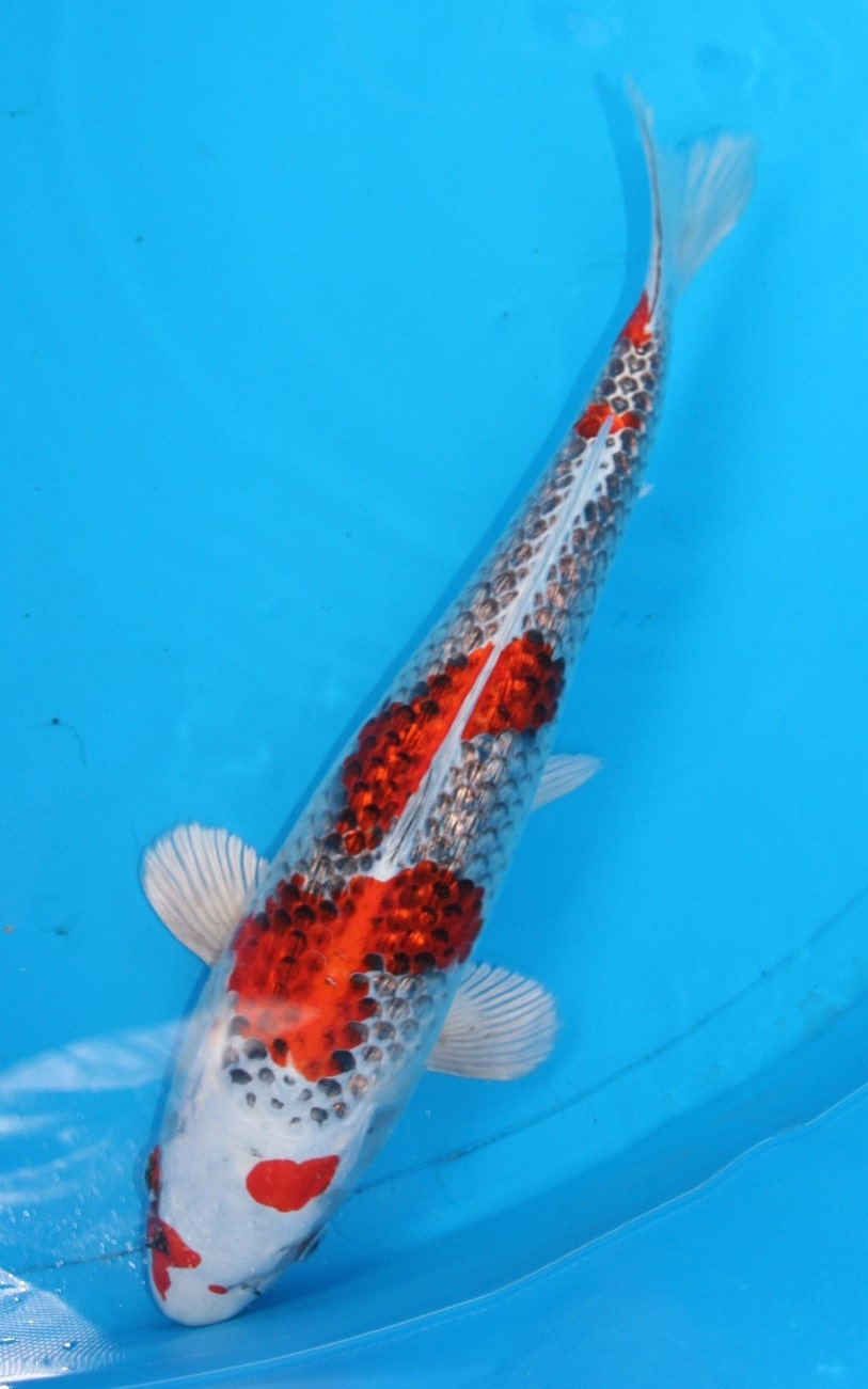 Magic_Koi_Kinginrin_Ginrin_Kuyjaku_01.jpg