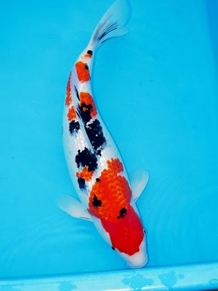 Magic_Koi_Kinginrin_Ginrin_Sanke_Namiki_01.jpg