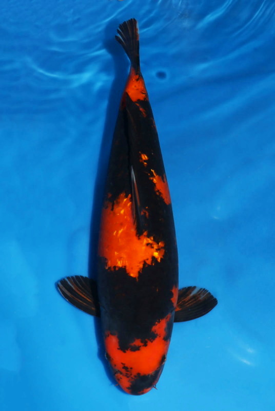 Magic_Koi_Ginrin_Hi_Utsuri_Omosako_01.jpg