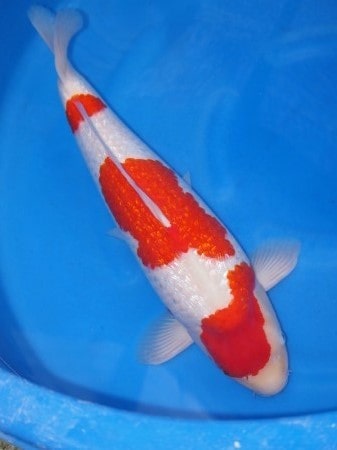 Magic_Koi_Kinginrin_Ginrin_Kohaku_Kondo_01.jpg
