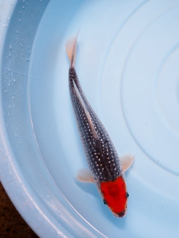 Magic_Koi_Kinginrin_Pearl_Ginrin_Goshiki_01.jpg