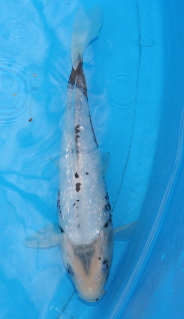 Magic_Koi_Kinginrin_Ginrin_Matsukawabake_01.jpg