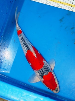 Magic_Koi_Goshiki_Reino_01.jpg