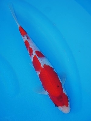 Magic_Koi_Goshiki_Reino_01.jpg