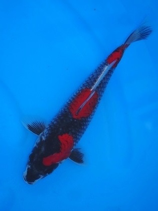 Magic_Koi_Goshiki_Reino_01.jpg