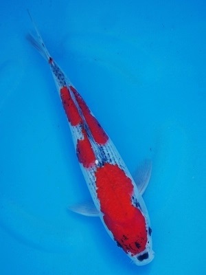 Magic_Koi_Goshiki_Reino_01.jpg