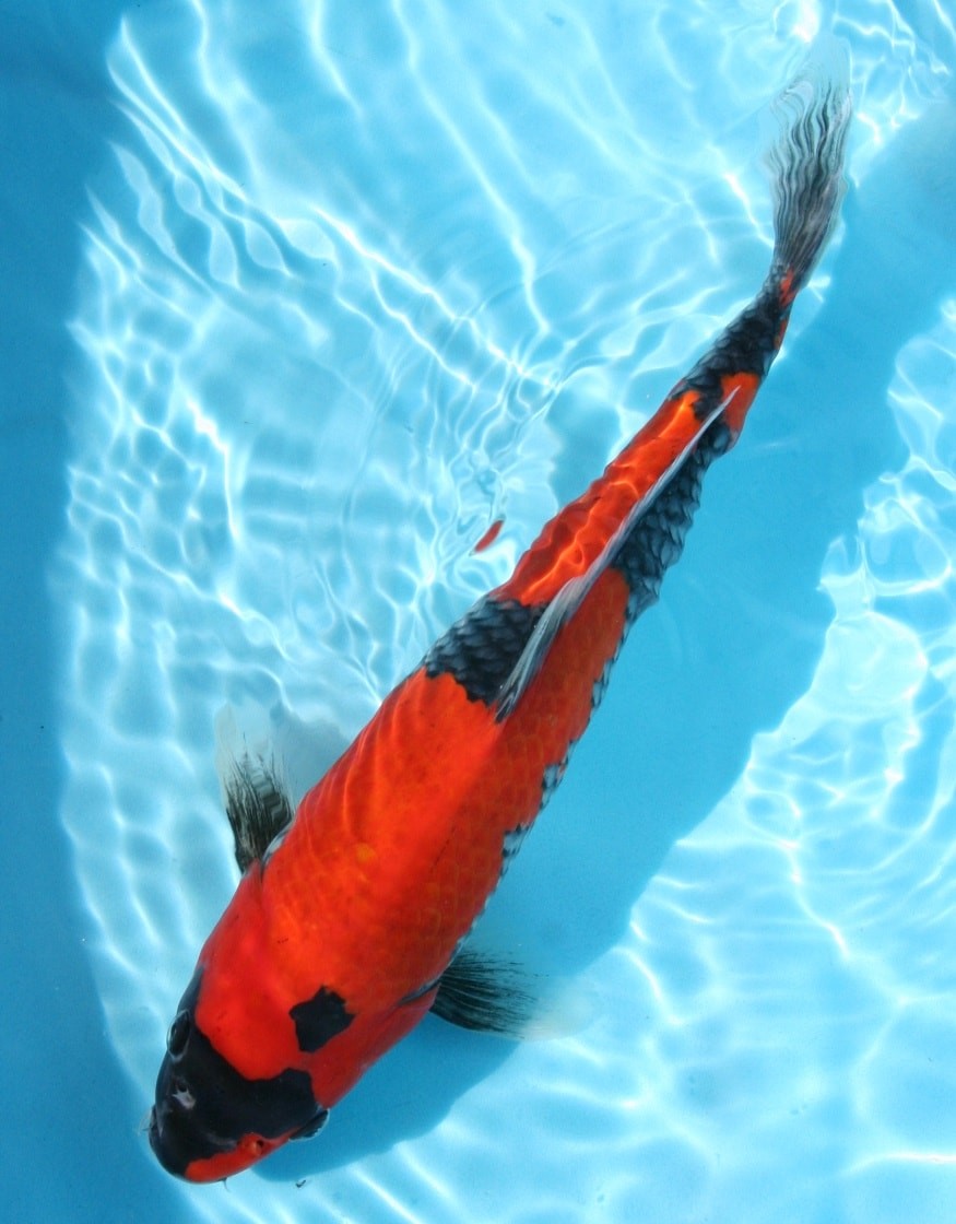 Magic_Koi_Goshiki_01.jpg