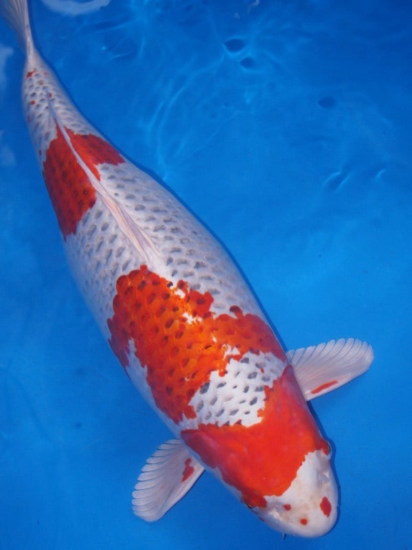 Magic_Koi_Hikari_Moyo_Mono_Kuyjaku_01.jpg