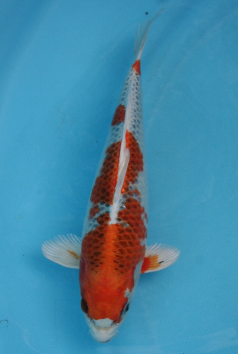 Kuyjaku_Magic_Koi_01.jpg