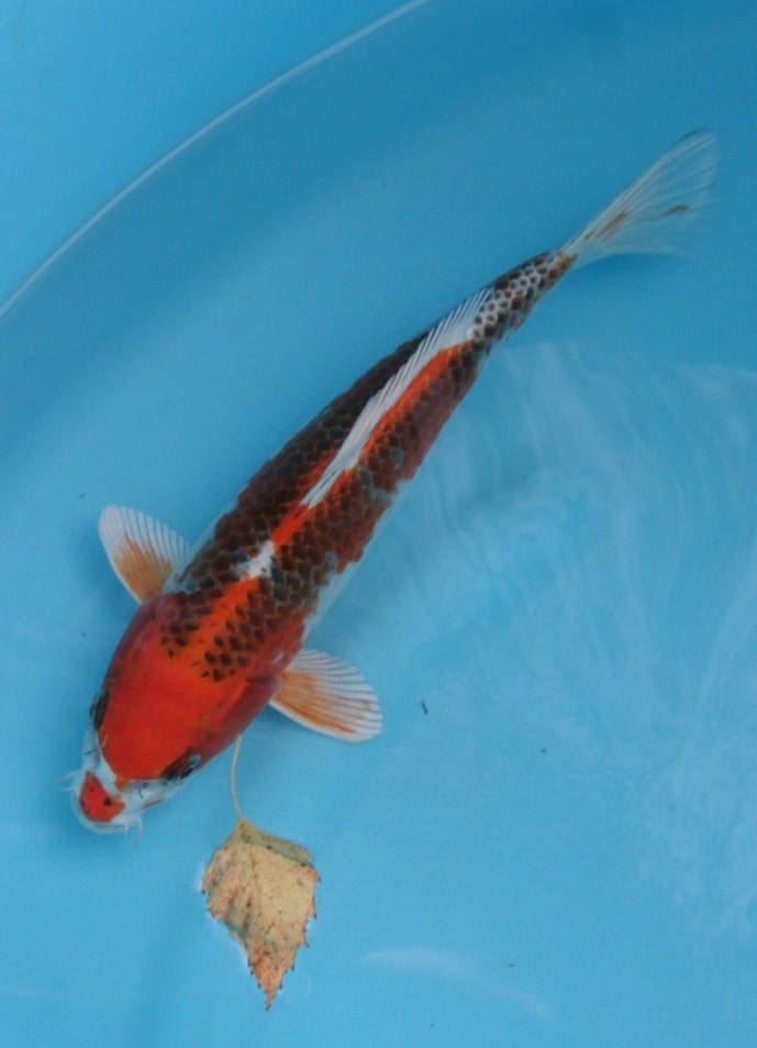 Kuyjaku_25_Magic_Koi_01.jpg