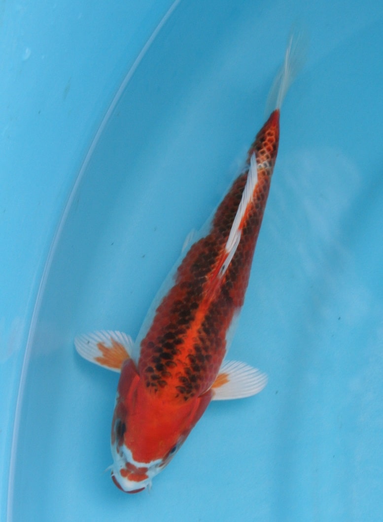 Kuyjaku_23_cm_Magic_Koi_01.jpg