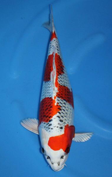 Magic_Koi_Hikari_Moyo_Mono_Kuyjaku_01.jpg