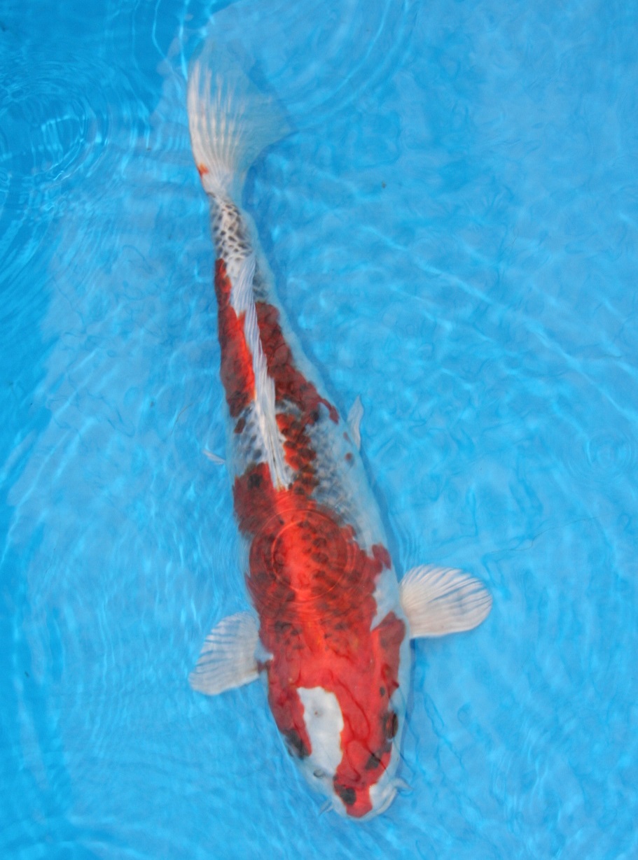 Magic_Koi_Hikari_Moyo_Mono_Kuyjaku_01.jpg