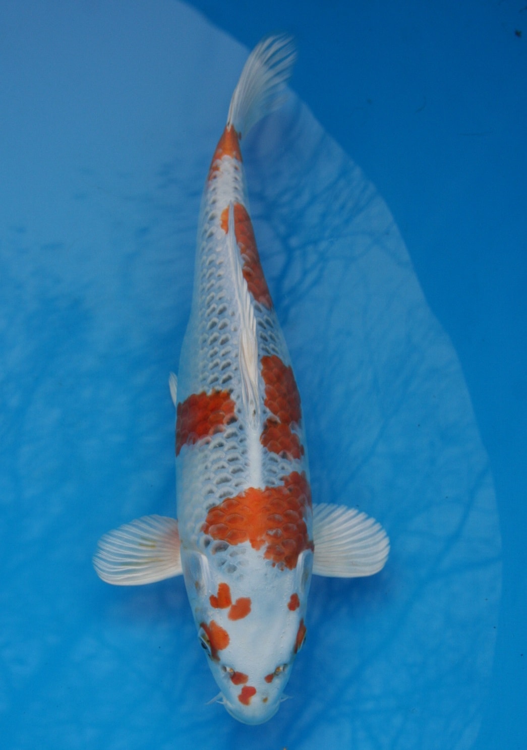 Magic_Koi_Hikari_Moyo_Mono_Kuyjaku_01.jpg