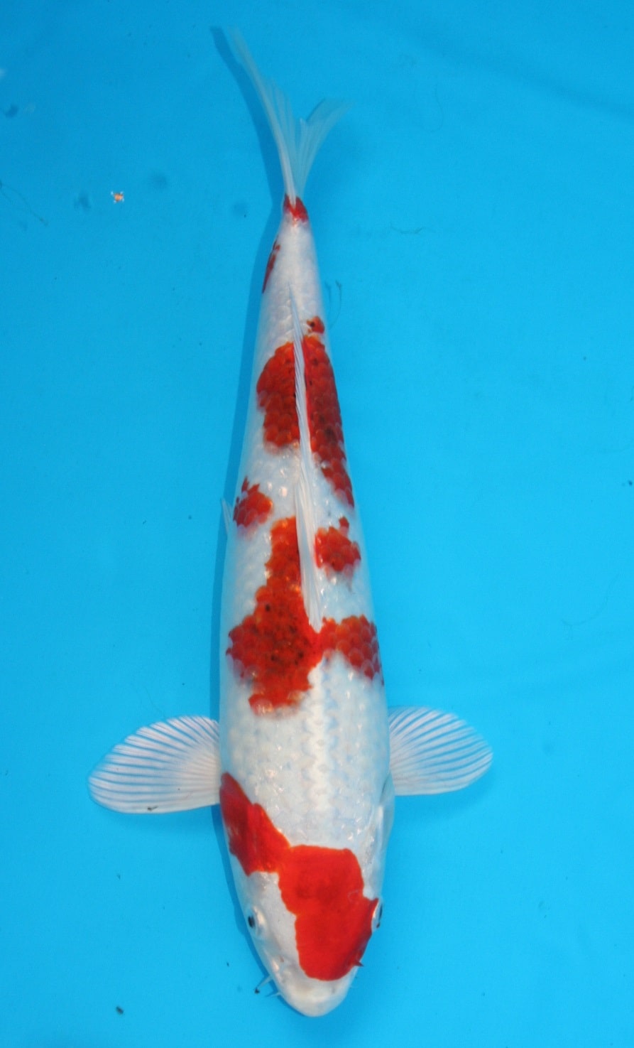 Magic_Koi_Hikari_Moyo_Mono_Sakura_Ogon_01.jpg