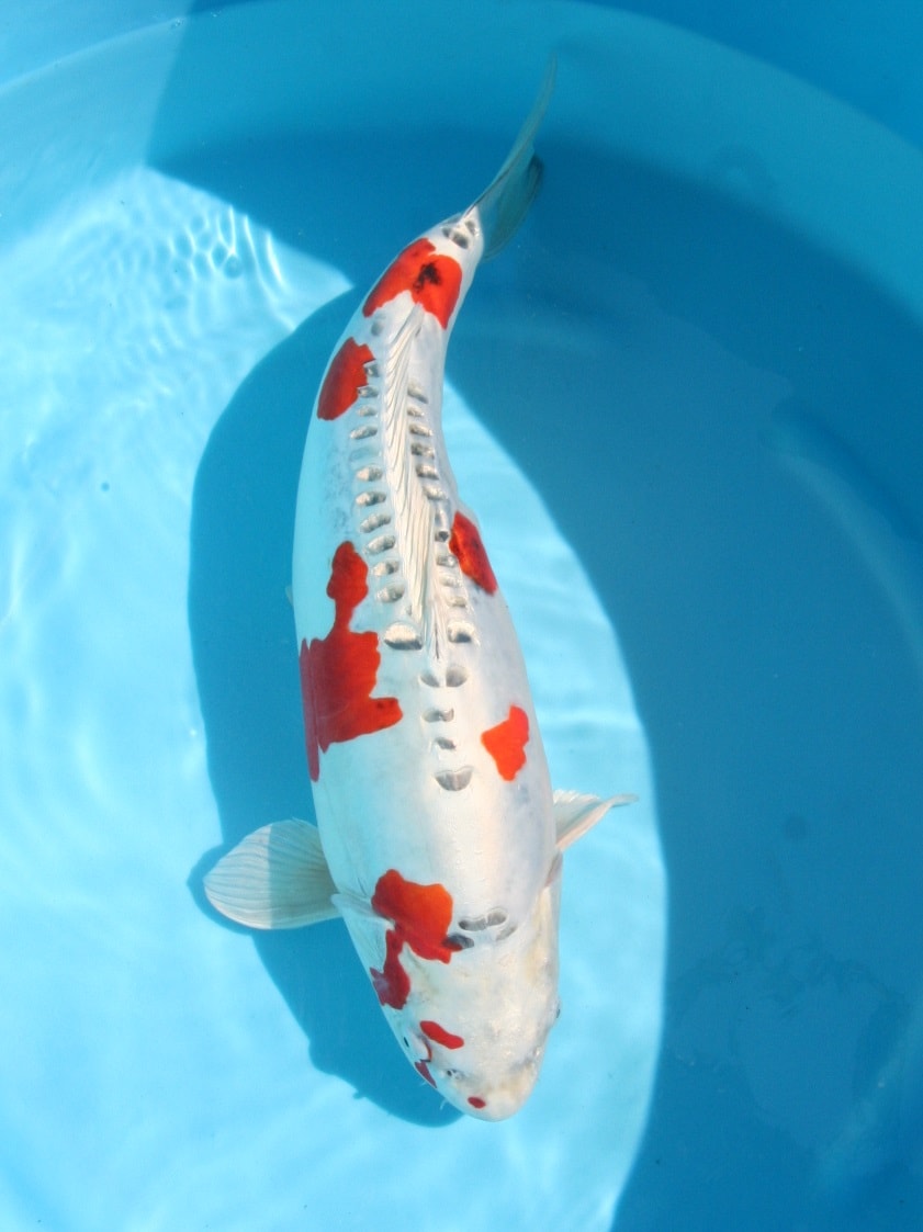 Magic_Koi_Hikari_Moyo_Mono_Kikusui_01.jpg