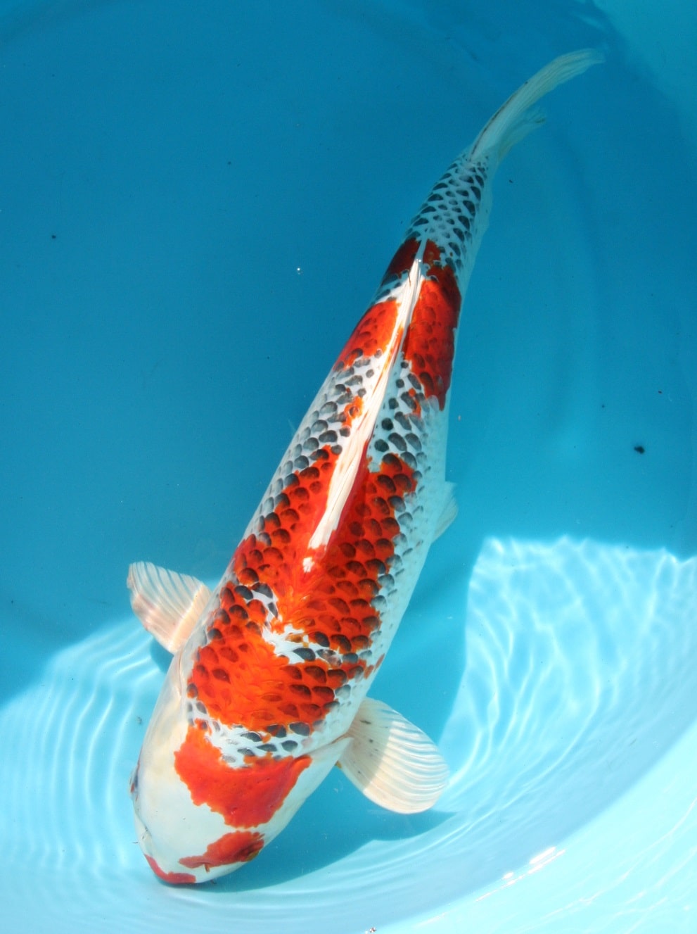 Magic_Koi_Hikari_Moyo_Mono_Kuyjaku_01.jpg
