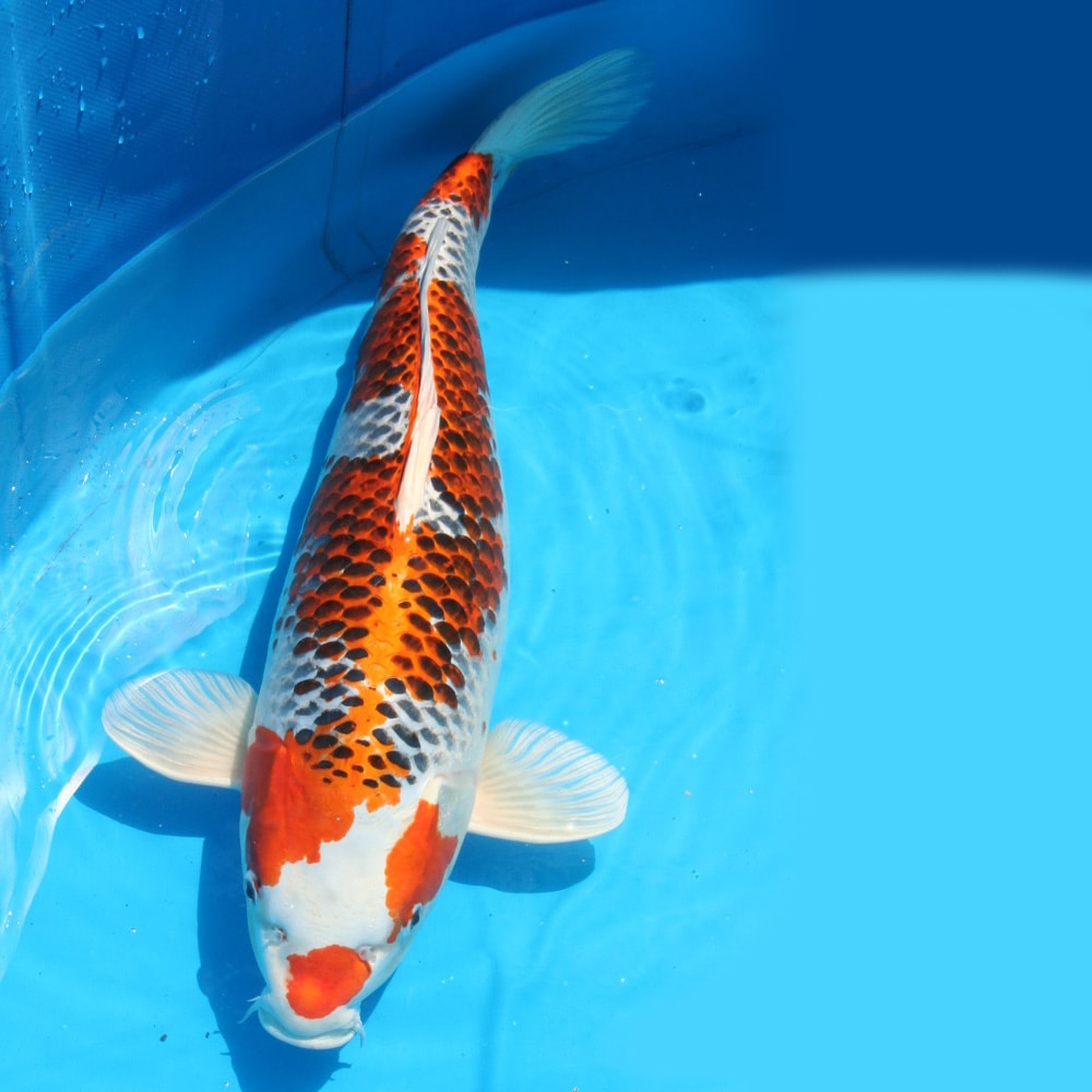 Magic_Koi_Hikari_Moyo_Mono_Kuyjaku_01.jpg