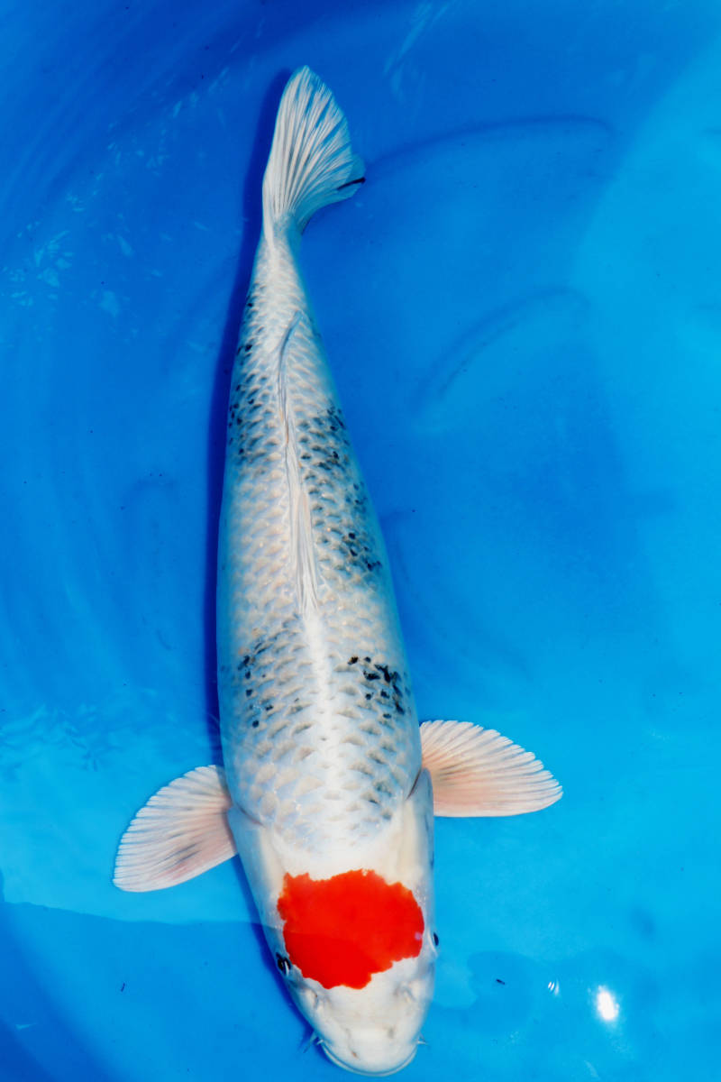 Magic_Koi_Tancho_Kin_Showa_01.jpg