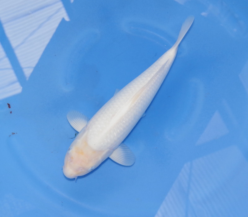 Magic_Koi_Super_Mango_Matsue_01.jpg