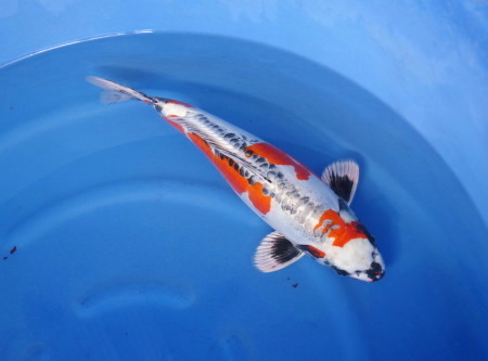 Magic_Koi_Kin_Kikokuryu_Igarashi_01.jpg