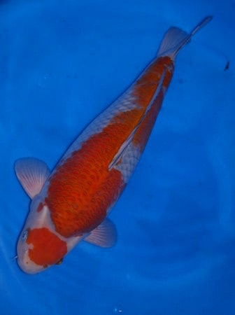 Magic_Koi_Kawarimono_Ochiba_Iwashita_01.jpg