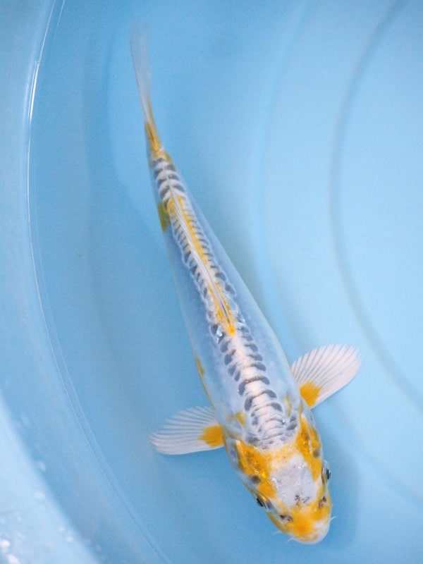 Magic_Koi_Kawarimono_Blue_Metallic_01.jpg