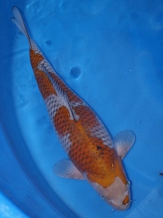 Magic_Koi_Kawarimono_Ochiba_01.jpg