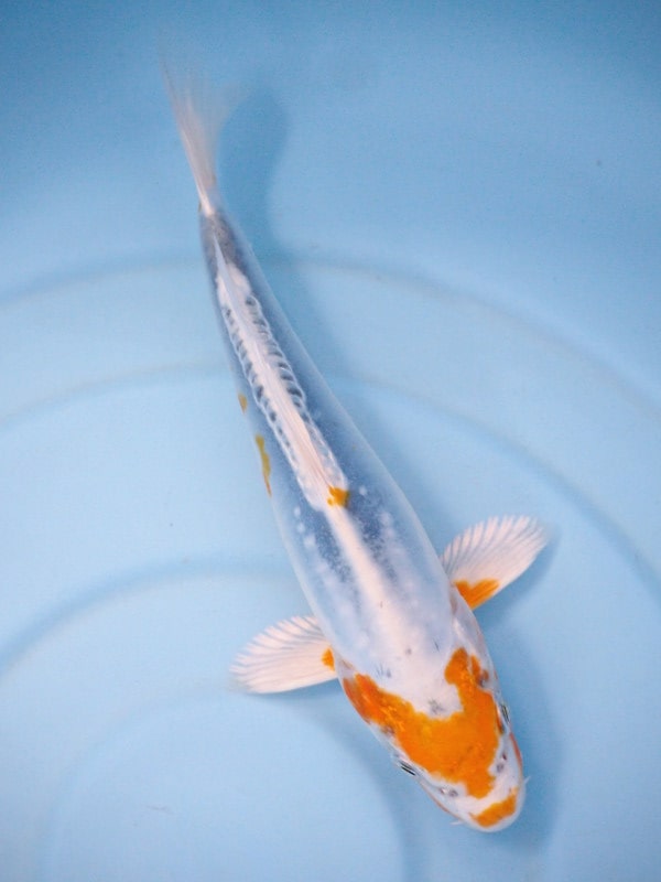 Magic_Koi_Kawarimono_Blue_Metalic_01.jpg