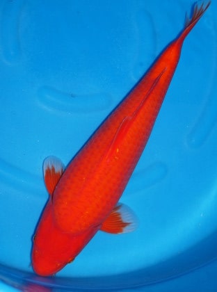 Magic_Koi_Kawarimono_Aka_Hajiro_01.jpg