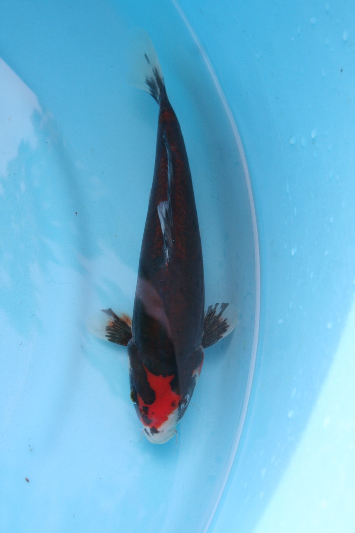 Magic_Koi_Kawarimono_Beni_Kumonryu_01.jpg