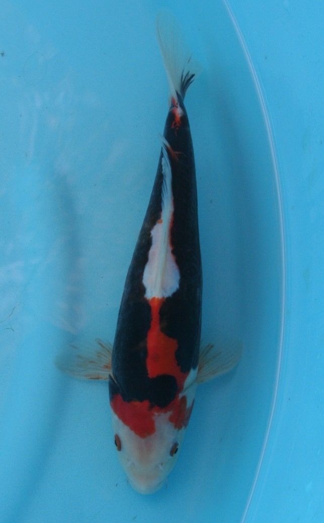Magic_Koi_Kawarimono_Beni_Kumonryu_01.jpg