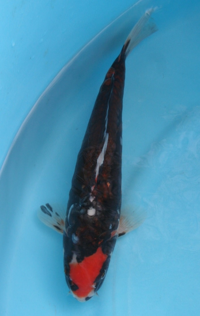 Magic_Koi_Kawarimono_Beni_Kumonryu_01.jpg