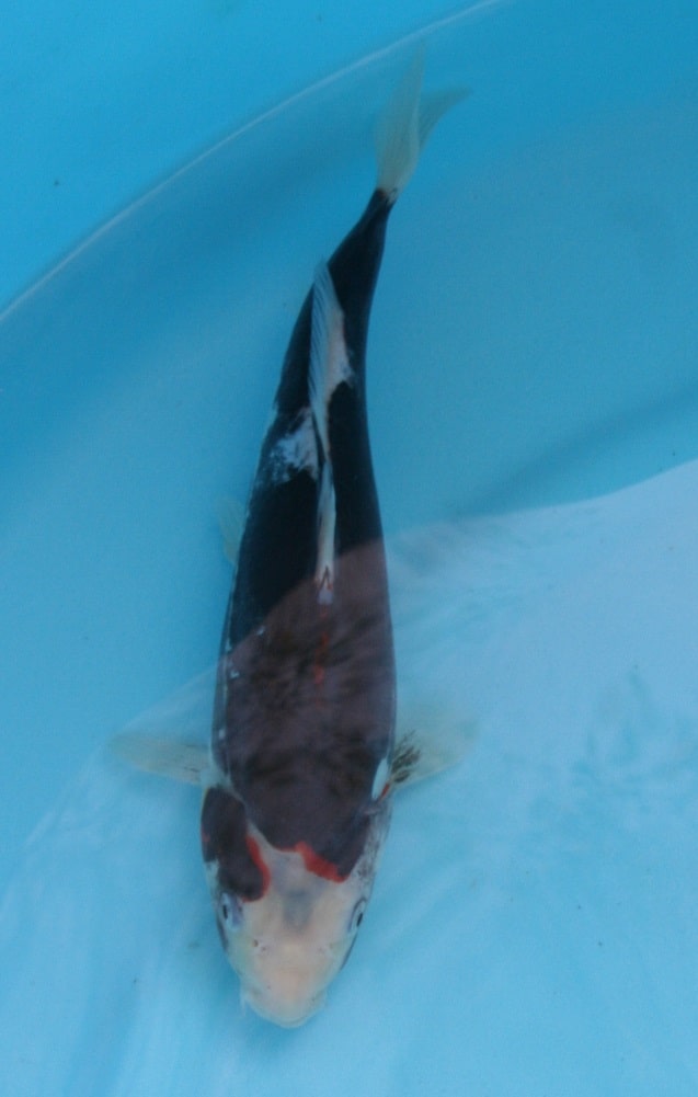 Magic_Koi_Kawarimono_Beni_Kumonryu_01.jpg