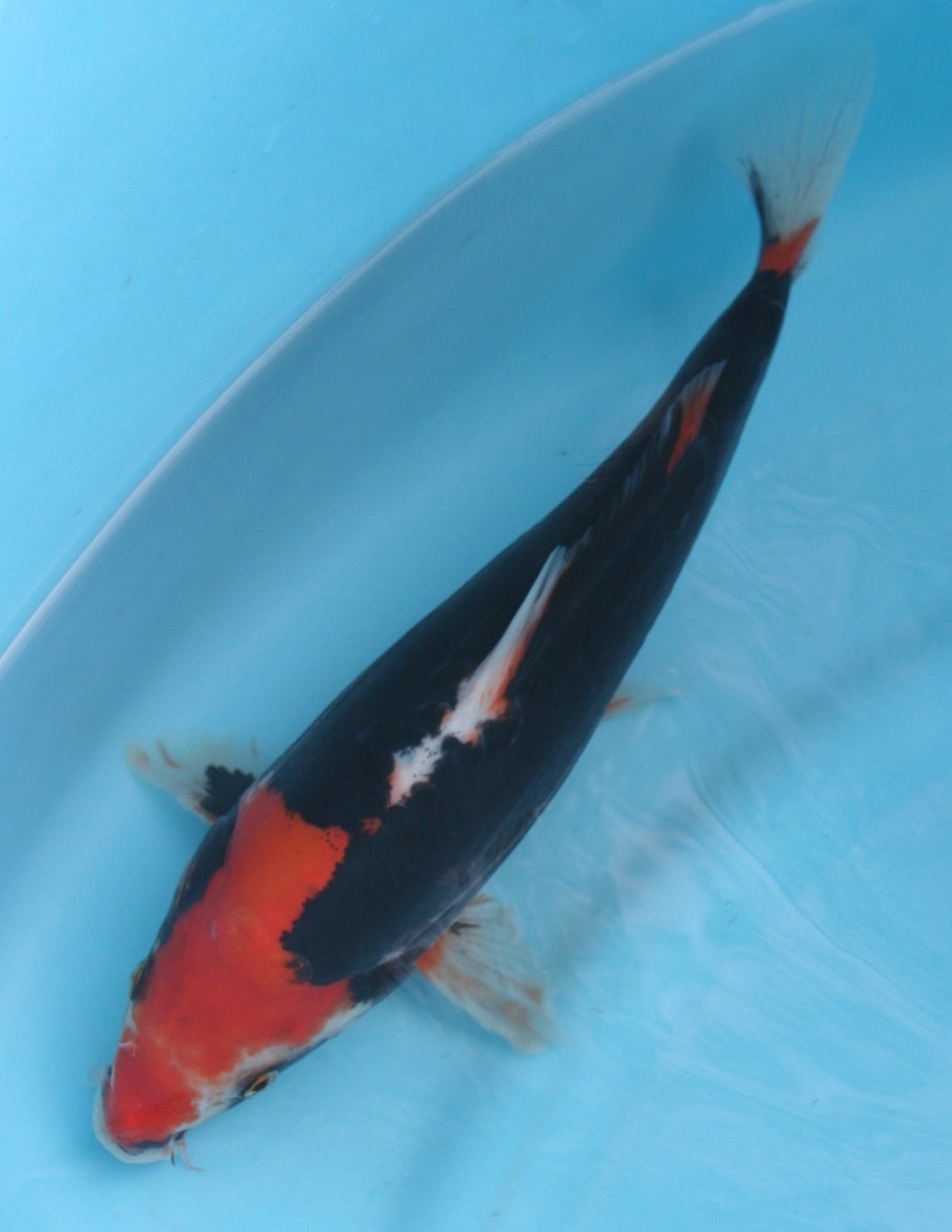Magic_Koi_Kawarimono_Beni_Kumonryu_01.jpg