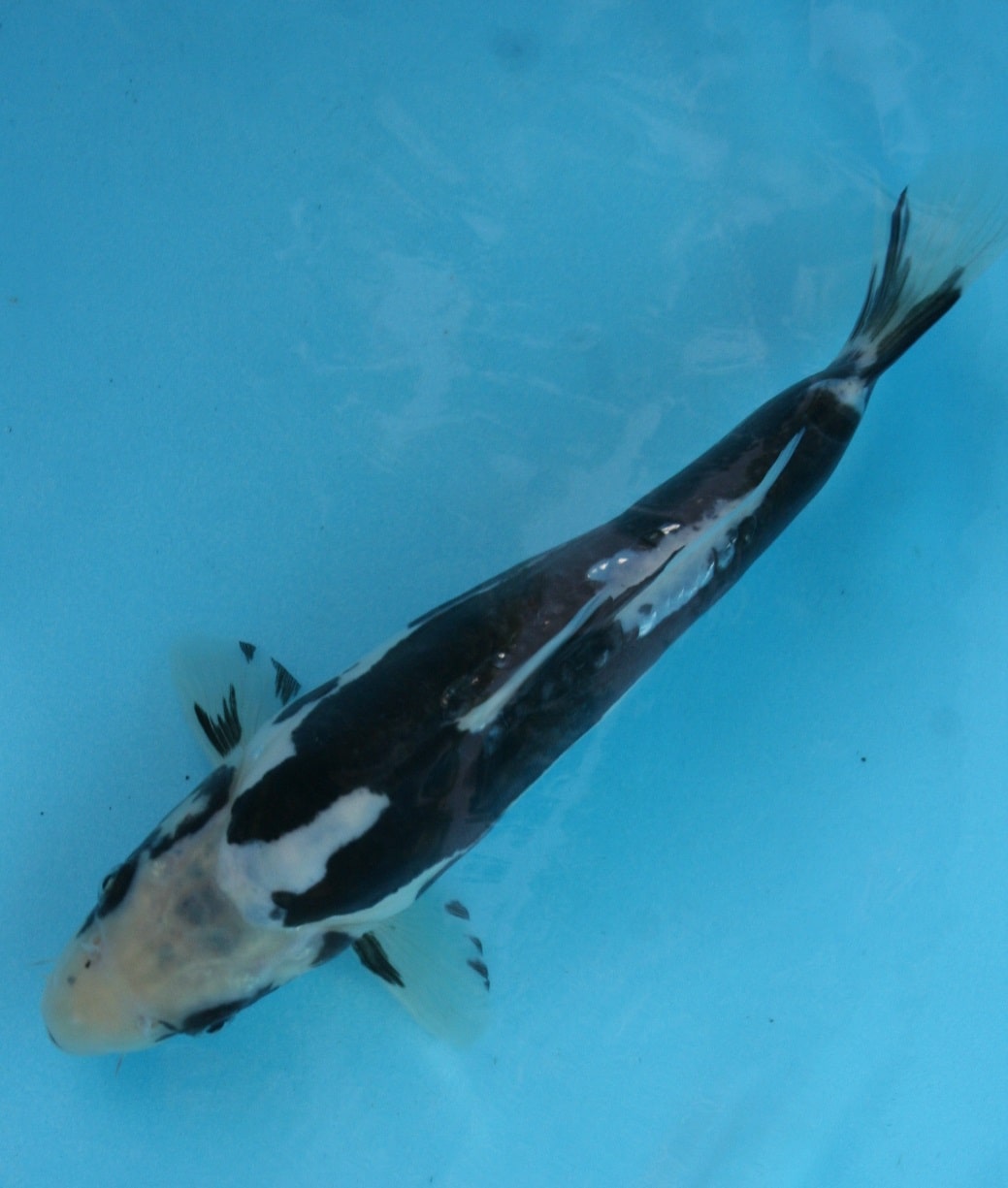 Magic_Koi_Kawarimono_Kumonryu_01.jpg
