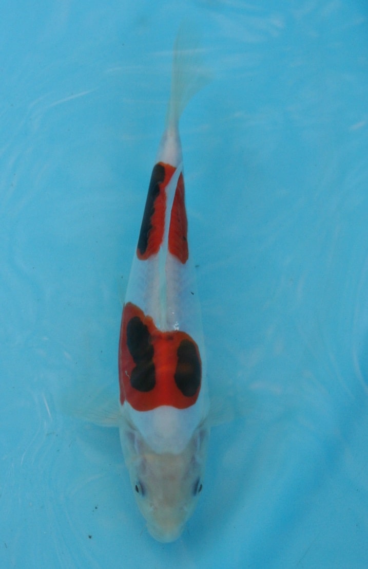 Magic_Koi_Kawarimono_Beni_Kumonryu_01.jpg