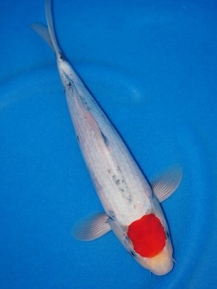 Magic_Koi_Kawarimono_Tancho_Matsukawabake_Ohtsuka_01.jpg