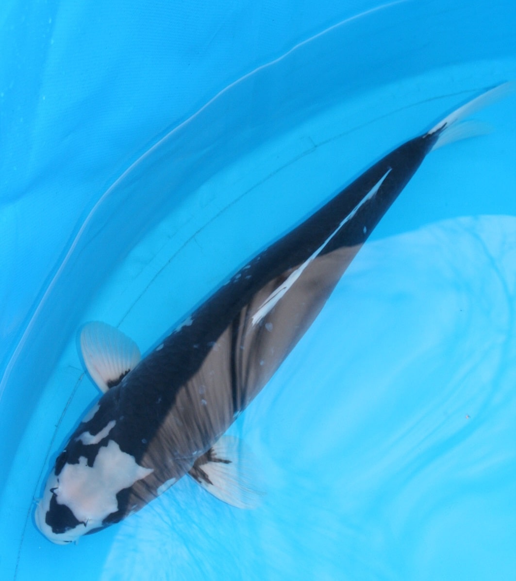 Magic_Koi_Kawarimono_Hajiro.jpg