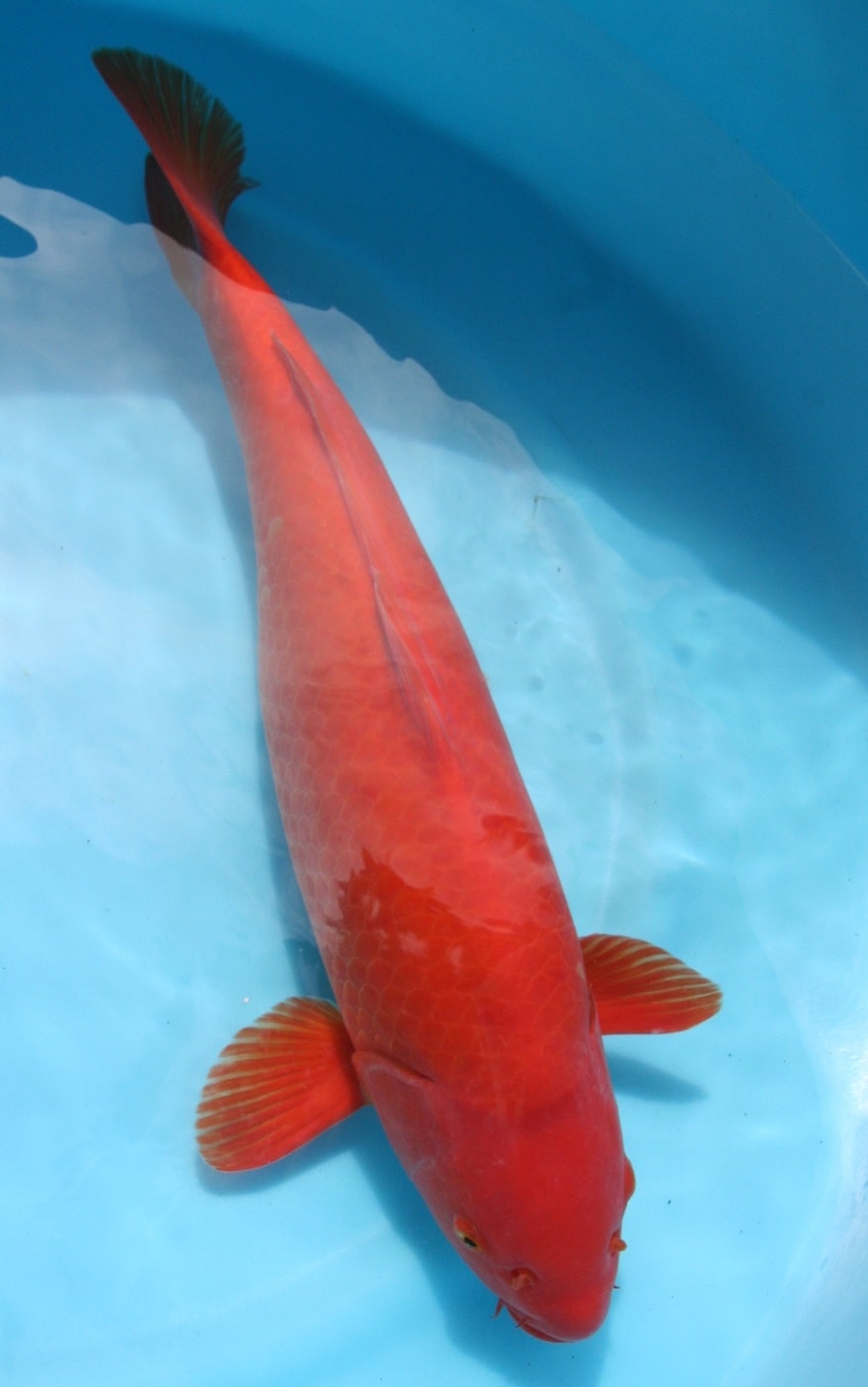 Magic_Koi_Kawarimono_01.jpg