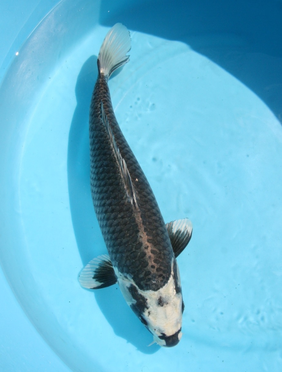 Magic_Koi_Kawarimono_Metallic_Matsukawabake_01.jpg