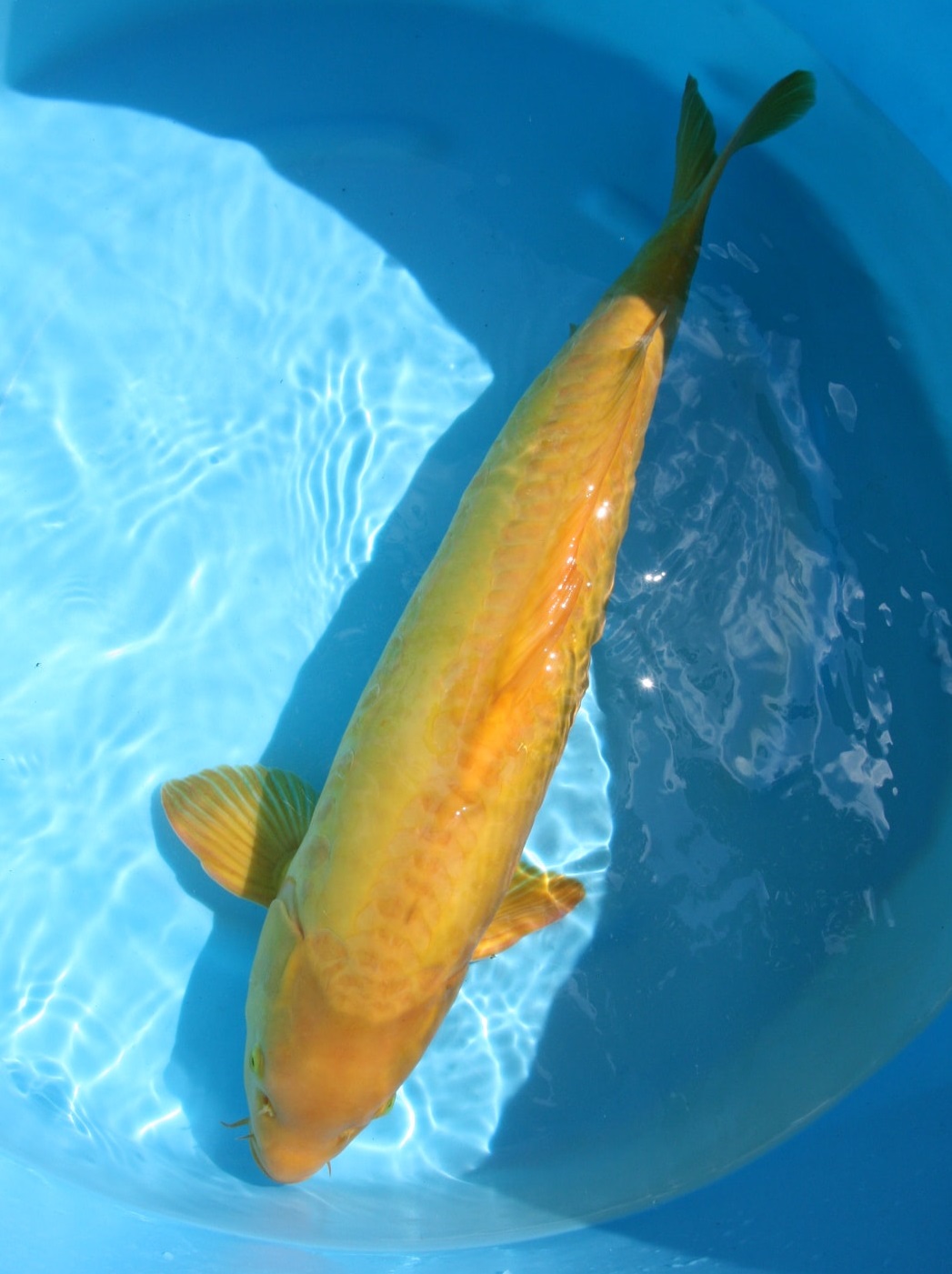 Magic_Koi_Kawarimono_Karashigoi_01.jpg