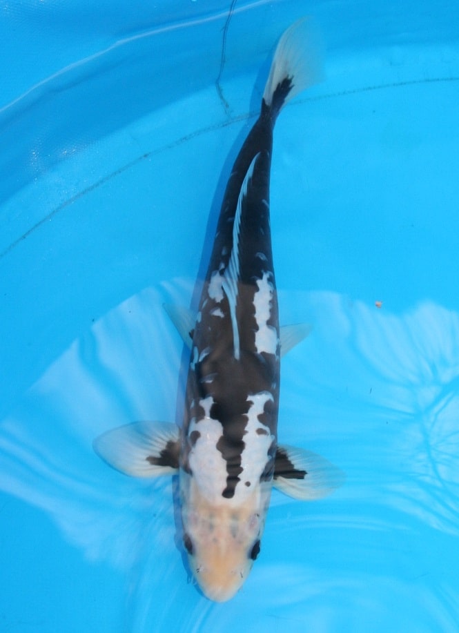 Magic_Koi_Kawarimono_Matsukawabake_01.jpg